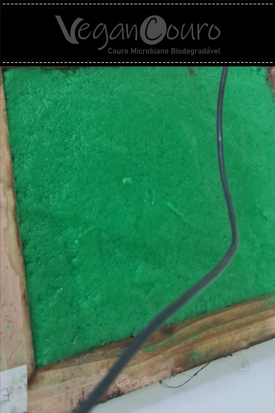 Teste de coloração do biovegancouro